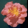 Caroline Browne